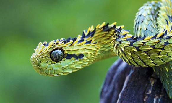 The Bush Viper: This predator lives high up in the trees of tropical forests in Africa. It does most of its hunting at night. It may look adorable, but its deadly.