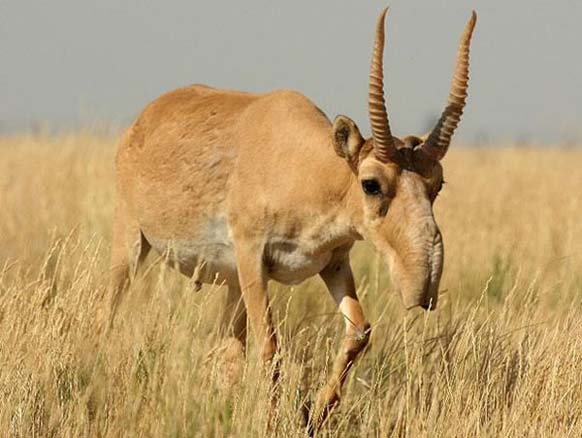The Saiga Antelope: This Saiga may look like a science experiment gone wrong, but its actually an antelope found on the Eurasian steppe. Its known for its over-sized, flexible nose structure, the proboscis.