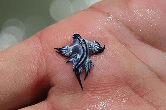 Glaucus Atlanticus: This adorable little guy is also known as the blue dragon. It is a species of blue sea slug, found in warm ocean waters. It can also glide on the surface of the water, thanks to a gas-filled sac in its stomach.