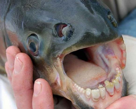 The Pacu Fish: This living nightmare is found in Papua New Guinea. Locals call this fish a ball cutter. Good luck sleeping tonight!