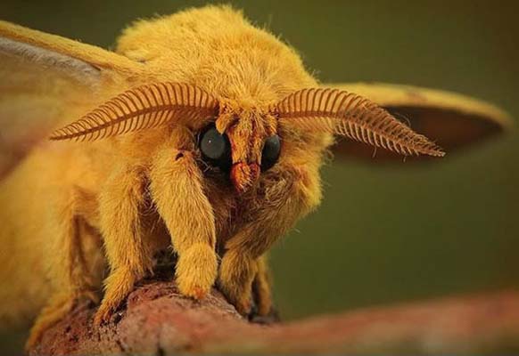 Venezuelan Poodle Moth: Yes, bugs can be adorable. This one was found in Venezuela in 2009, a new species. Scientists don't know that much about the poodle moth, but they are learning more every day.