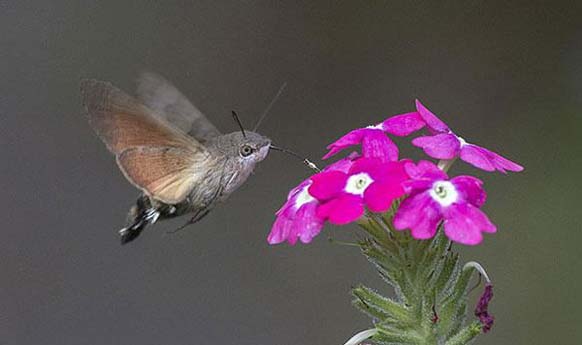Hummingbird Hawk-Moth: This hawk-moth - It feeds on flowers and makes a sound similar to that of a hummingbirds. If you saw it fly by, you might even mistake it for one.