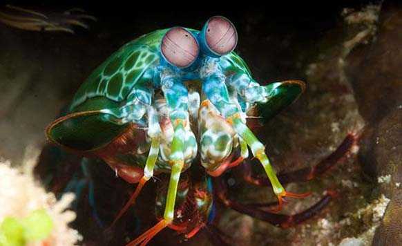 Mantis Shrimp: There are several species of mantis shrimp, but the rainbow variety is visually stunning. They're also called sea locusts, prawn killers and even thumb splitters. This is a powerful predator located in tropical and sub-tropical waters, killing its prey with its powerful claws.