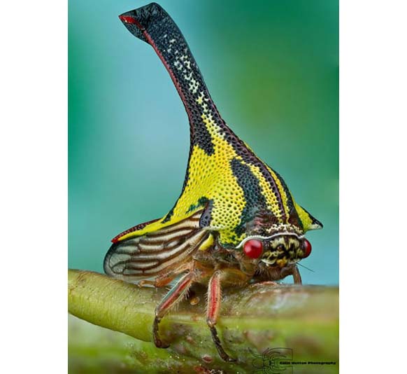 Umbonia Spinosa: These colorful thorn bugs are related to cicadas. They use their beaks to pierce plant stems to feed upon their sap. No one is really sure why they look the way they do, but its most likely a form of camouflage.
