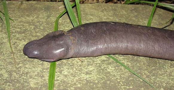 Atretochoana Eiselti - A.k.a., the Penis Snake: This suggestive-looking, eyeless animal is actually called Atretochoana eiselti. It is a large, presumably aquatic, caecilian amphibian with a broad, flat head and a fleshy dorsal fin on the body.