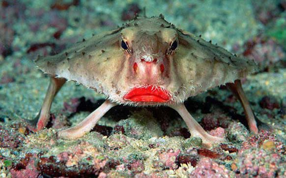 Red-lipped Batfish: This creature is found on the Galapagos Islands. Its not good at swimming, so it uses its fins to walk across the ocean floor while looking fabulous.