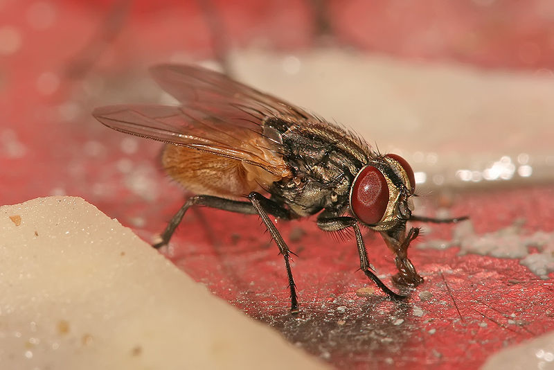 Houseflies -  Can spread bacteria and disease.