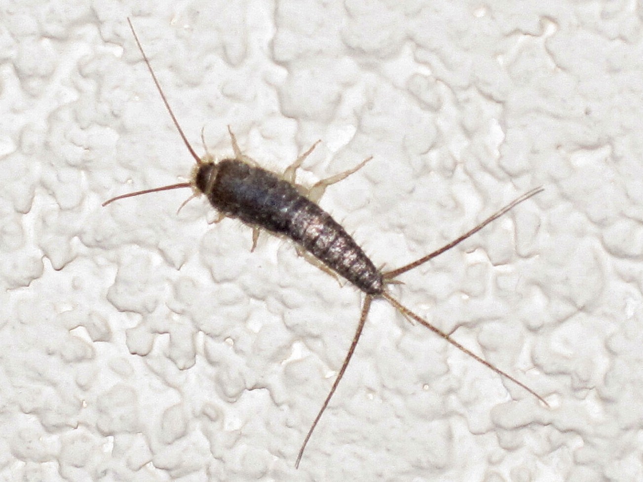 Silverfish -  Not only will these bad boys eat your food, they'll munch on the glue that holds your books together.