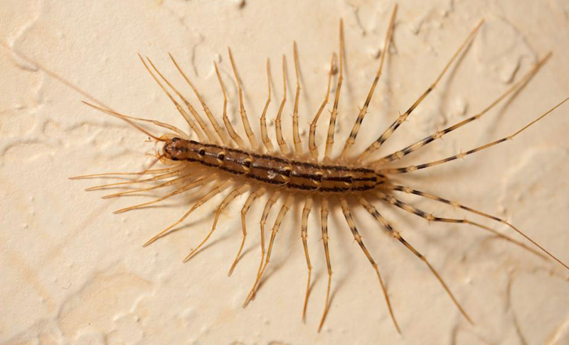 House Centipedes -  Can be venomous.