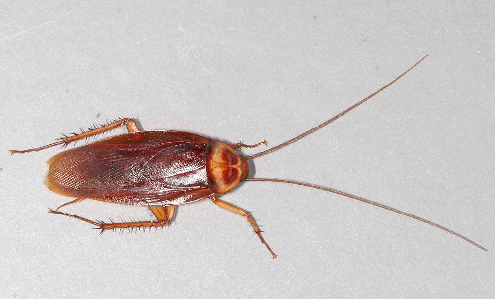 Cockroaches -  Would likely outlive you in a nuclear war, transmits pathogens.