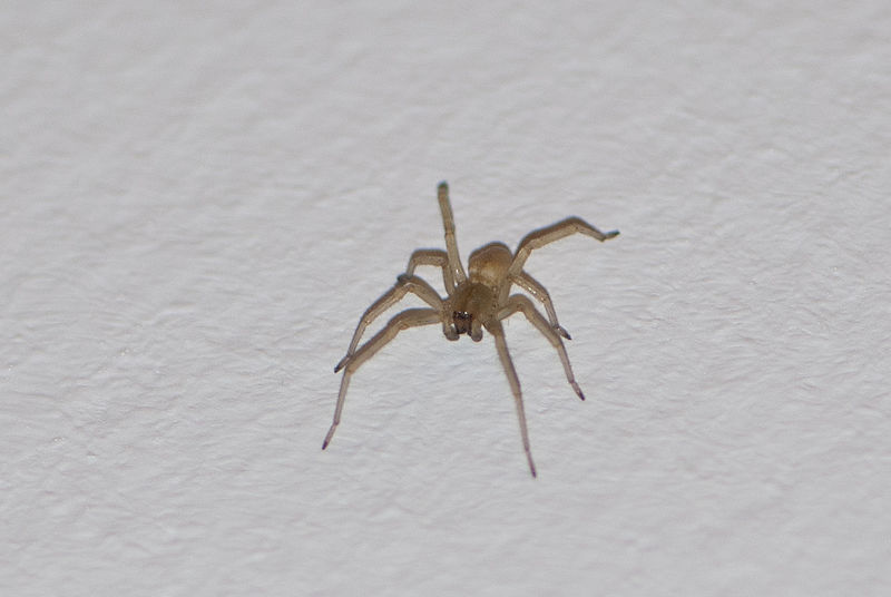 House Spiders - Though often beneficial to your living environment, some of them will bite.