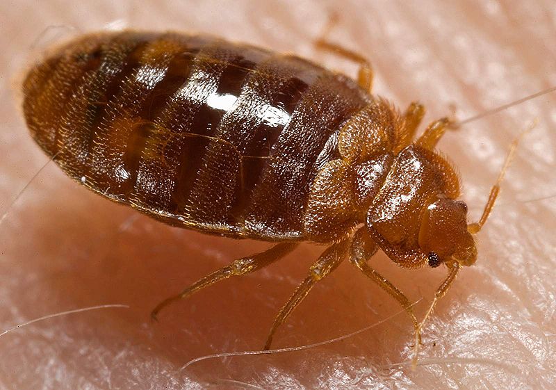 Bed Bugs -  Will feast on your blood.