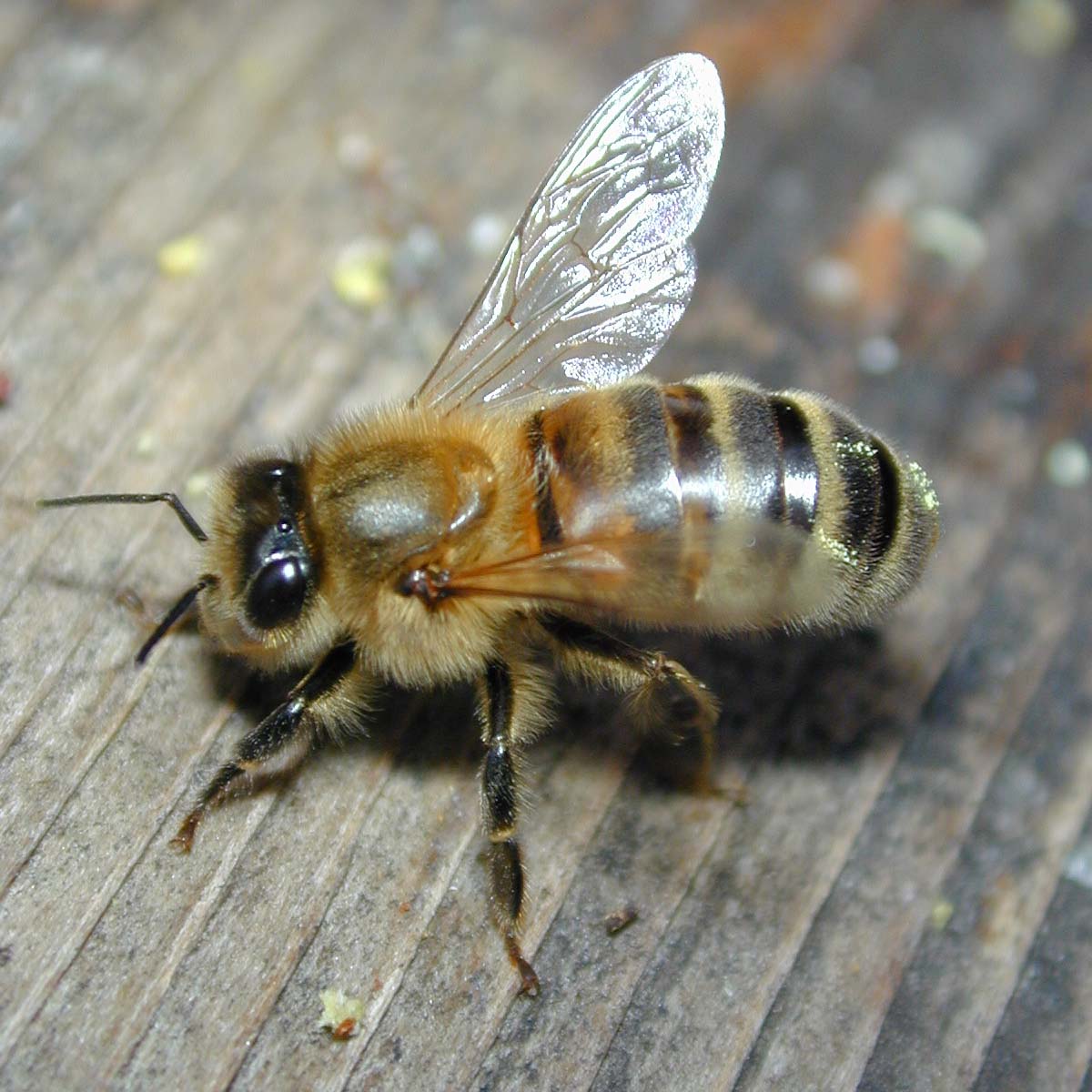 Bees  - Makes annoying buzzing sound, stings.