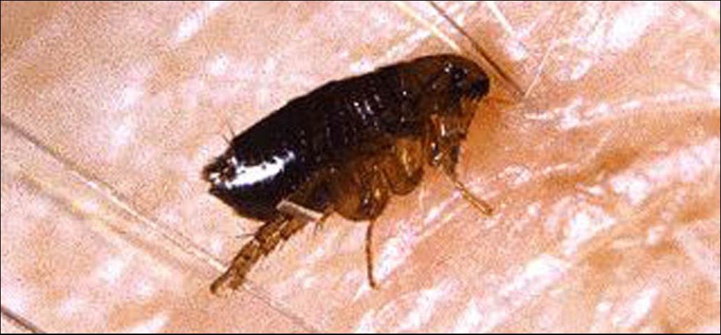 Fleas -  Transmit serious diseases.