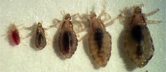Lice  - Could lead to a really bad haircut.