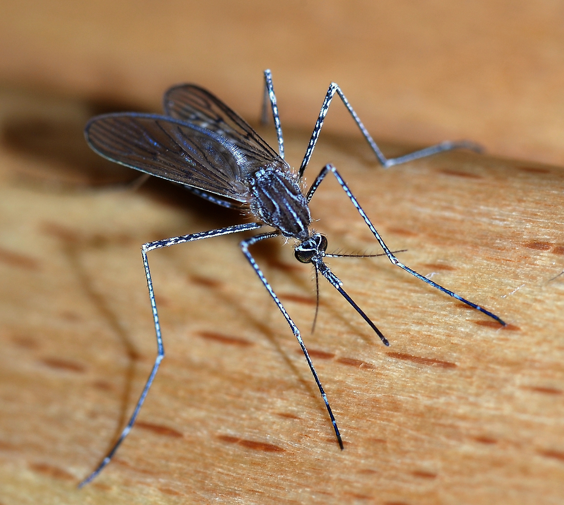Mosquitoes -  Can carry the dangerous West Nile Virus.