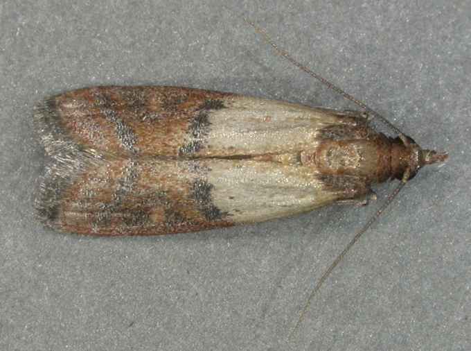 Meal Moths -  Contaminate your food with their poop.