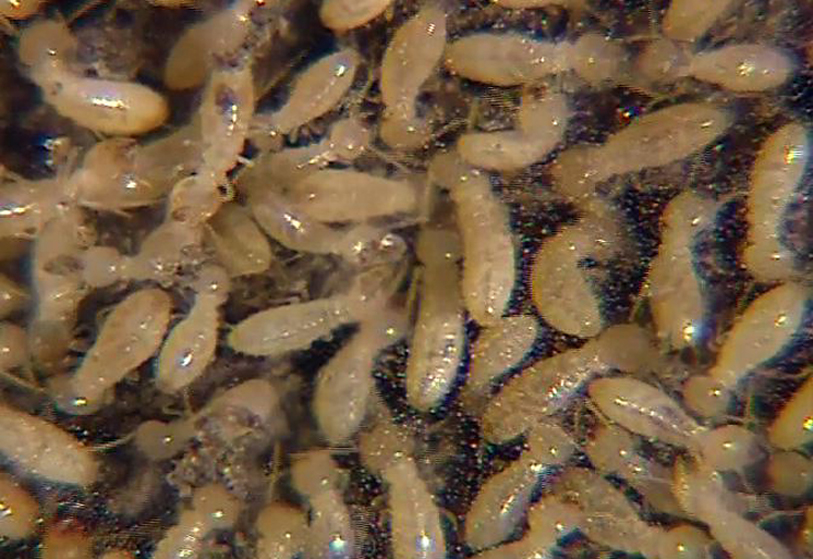 Termites -  Can damage your building