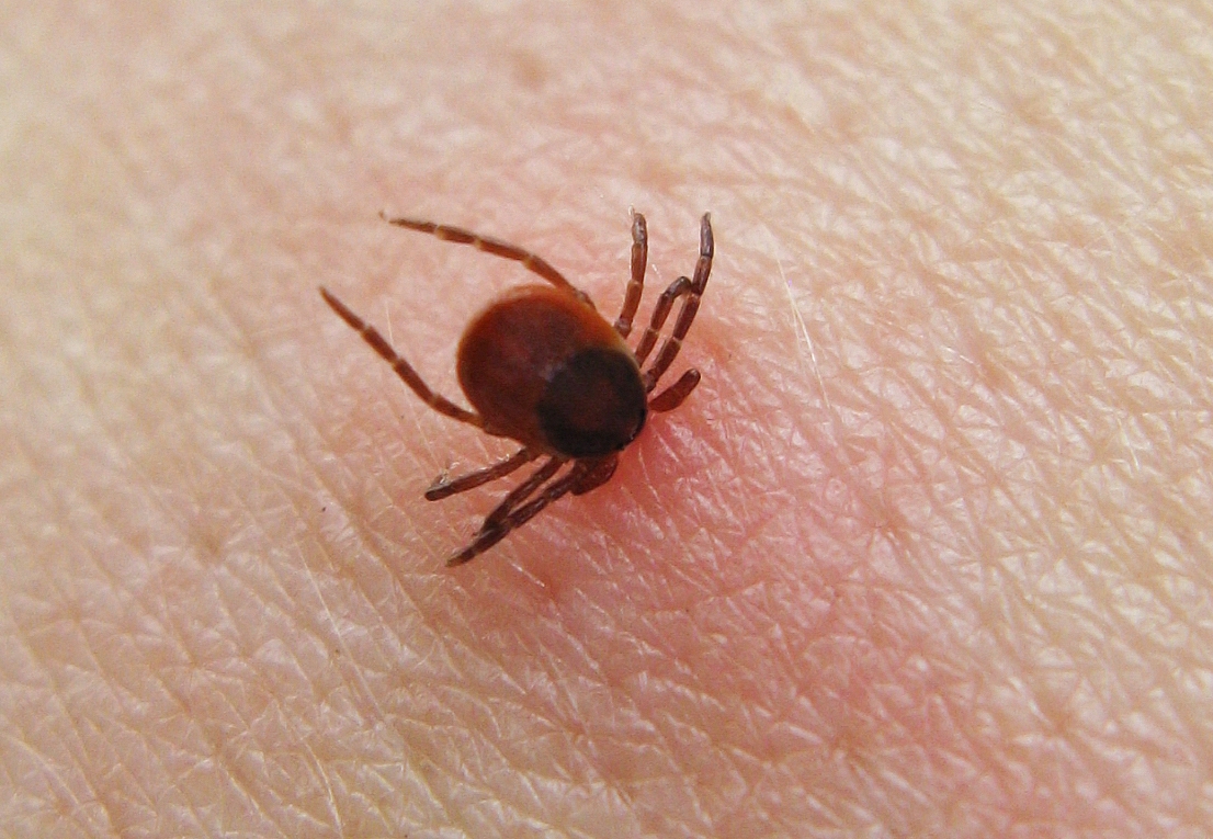 Ticks  - Carry Lyme disease, among others