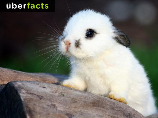 A young rabbit is called a "kitten."