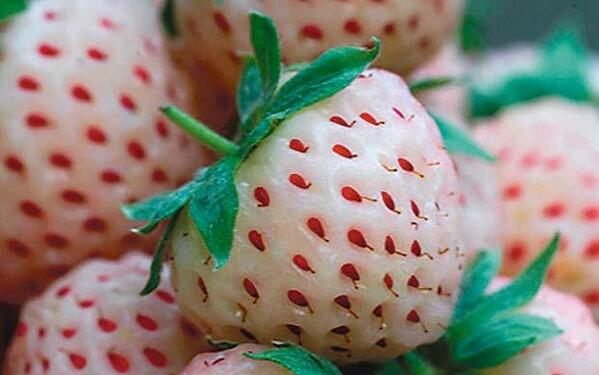 Pineberries are a strawberry derivative that taste like pineapple