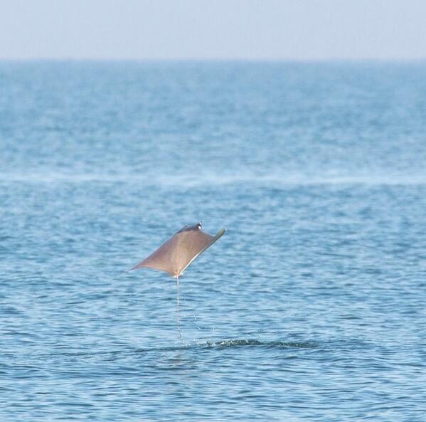 Stingrays can jump out of the water and kill you