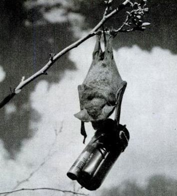 Bats were used to carry bombs in times of war experimentally. Unfortunately, for the masterminds behind the project, the project was a huge failure.