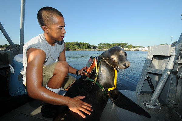 Sea Lions have often been recruited by the Navy as trained deep sea divers.