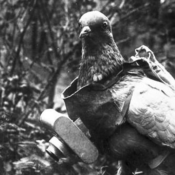 Pigeons have had multiple uses during times of war. They have been used to carry messages and sometimes they have even been used as flying bombs.