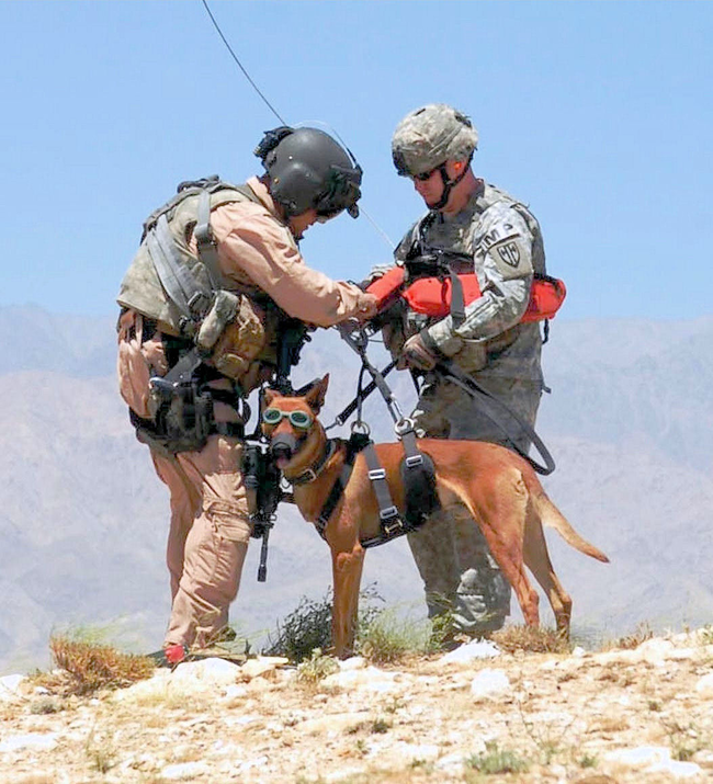 Dogs have had many uses in conflict. They have been used to attack enemy forces, to search and find wounded soldiers, and detecting mines.