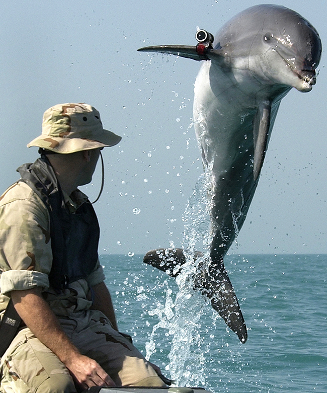 Dolphins? Are You Serious? Yes I am, dolphins have been used by the navy for mine detection.