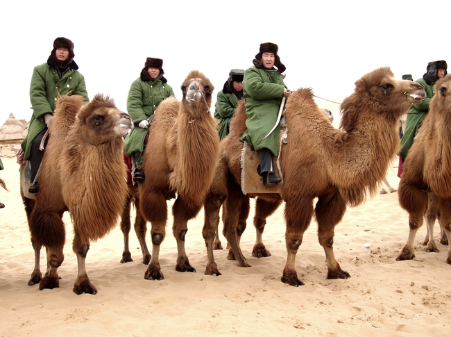 Camels have mainly been used as transports in desert areas and step hills for military purposes.