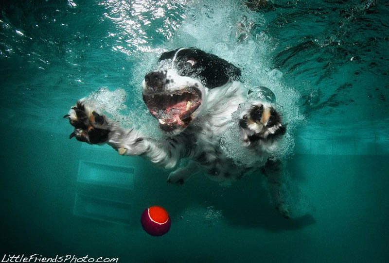 How Dogs Look Underwater