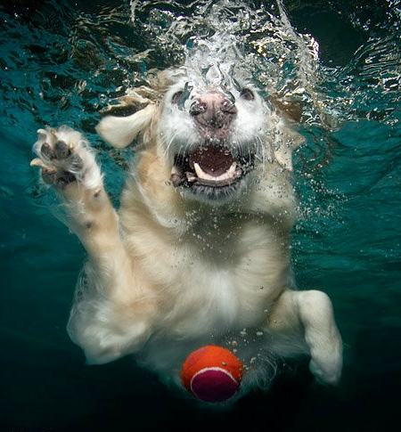 How Dogs Look Underwater