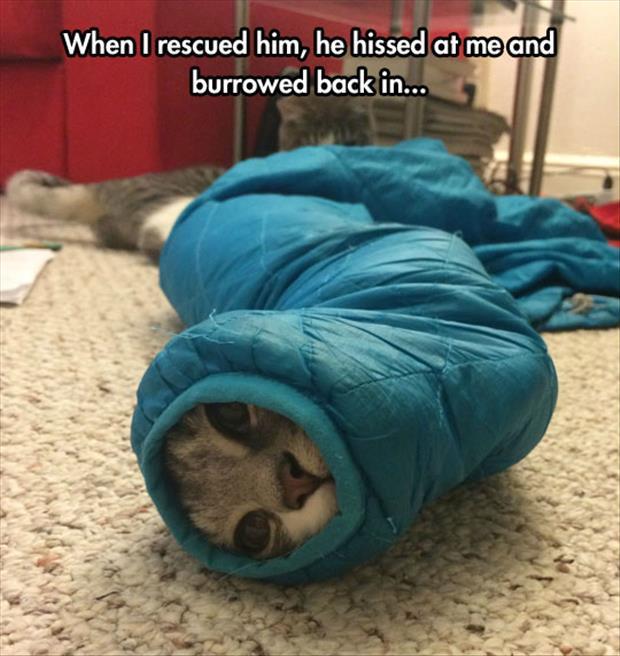 cat in sleeve meme - When I rescued him, he hissed at me and burrowed back in...