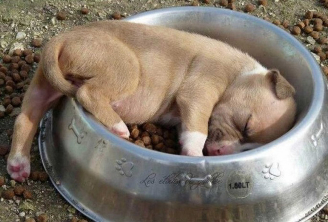 When Dog's Are Tired... They'll Sleep!