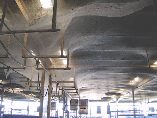 The Baltimore Wastewater Treatment Plant put out a call for “extreme spider” help, when a giant spiderweb covered almost 4 acres of their facility. 