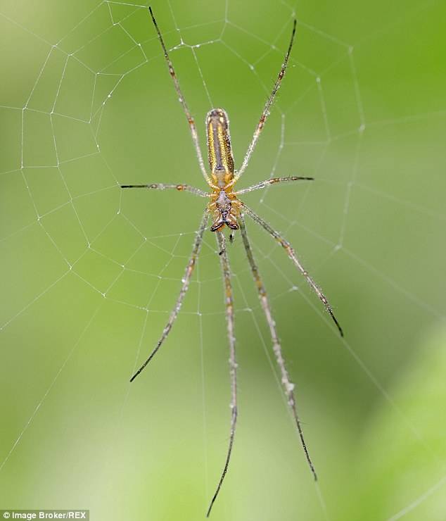 The main culprits were a species of spider known as the long-jawed orb weaver.