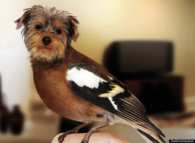 dog bird - Sad And Useless