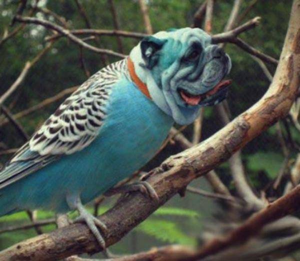 dog crossed with a bird