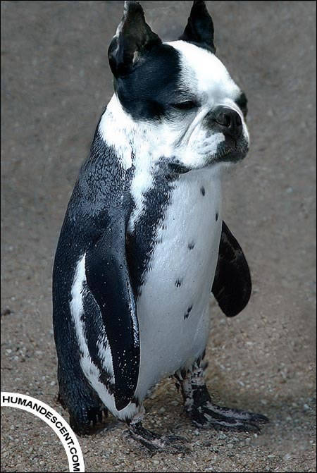 dog penguin