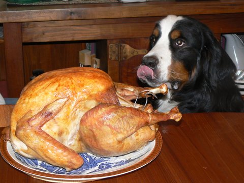 Dogs Love Thanksgiving!