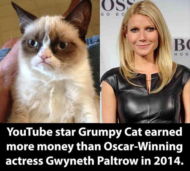 did you call for me meme - Os Go Bo Bo Hug YouTube star Grumpy Cat earned more money than OscarWinning actress Gwyneth Paltrow in 2014.