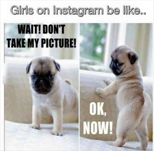 funny puppy - Girls on Instagram be .. Wait! Don'T Take My Picture! , Now!