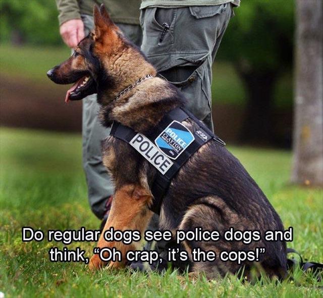 if a dog sees a police dog do they think oh no it's the cops - Police Clayton Police Do regular dogs see police dogs and think, "Oh crap, it's the cops!"