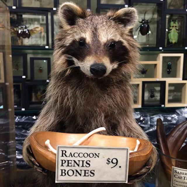 fur - Raccoon Penis Bones Saber Smloog Caliron