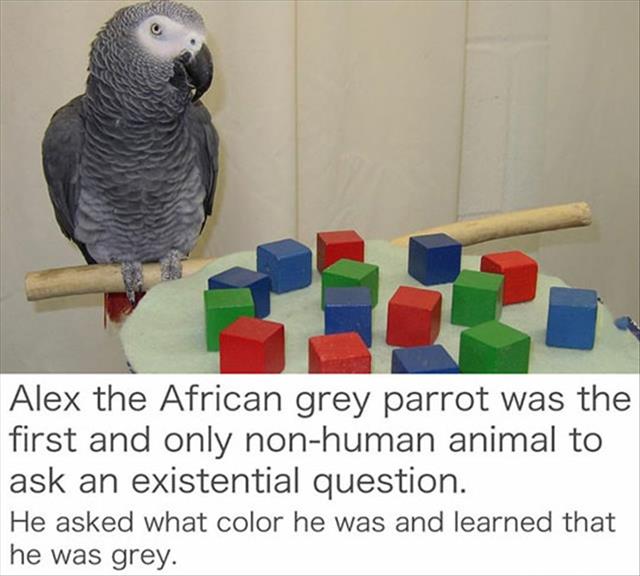 alex the grey parrot - Alex the African grey parrot was the first and only nonhuman animal to ask an existential question. He asked what color he was and learned that he was grey.