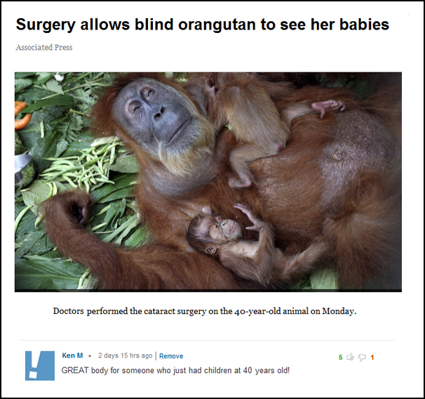 orangutan surgery - Surgery allows blind orangutan to see her babies Associated Press Doctors performed the cataract surgery on the 40yearold animal on Monday. Ken M. 2 days 15 hrs ago Remove Great body for someone who just had children at 40 years old!