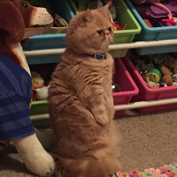 Meet George.. The Awkward Cat