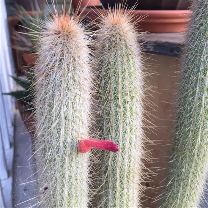awkward cactus